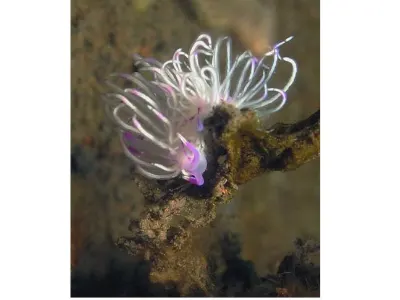 Flabellina