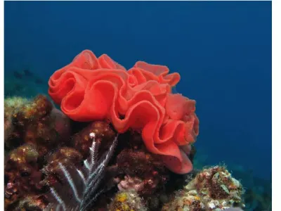 Spanish Dancer Eggs