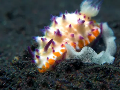 Mexichromis Laying Eggs