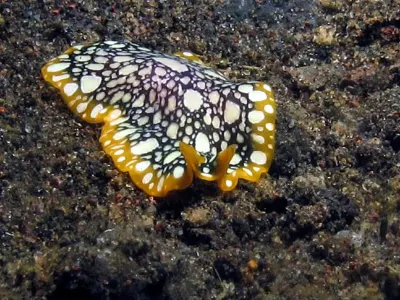 Flatworm