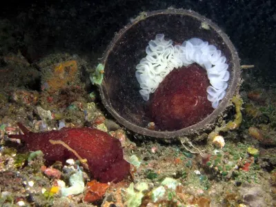Pleurobranchus & Mate with Eggs