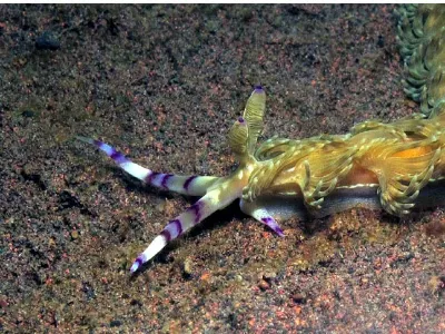 Pteraeolidia lanthina