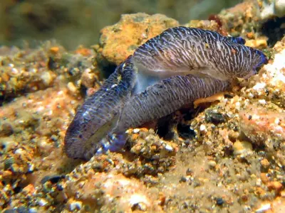 Philinopsis lineolata