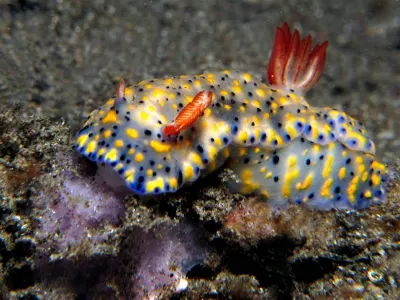Hypselodoris infucata