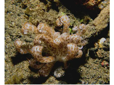 Phyllodesmium longicirrum