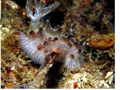 Halgerda Willeyi