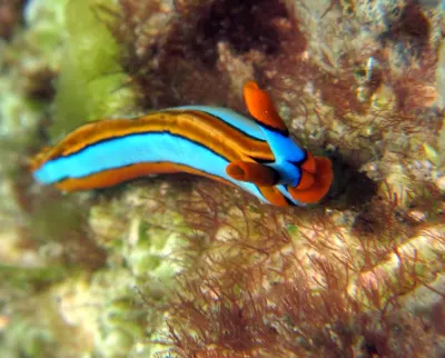 Thuridilla lineolata