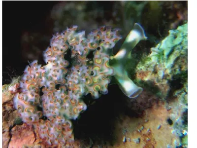 Lettuce Slug