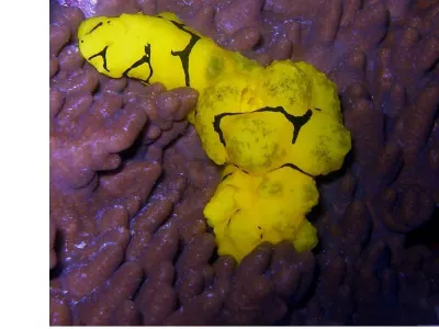Aegires Minor