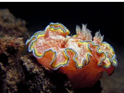 Glossodoris