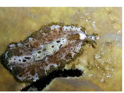 Flatworm
