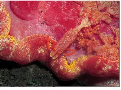 Shrimp on Spanish Dancer