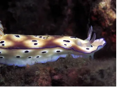 Chromodoris leopardus