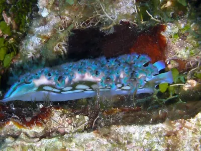 Blue Lettuce Slug