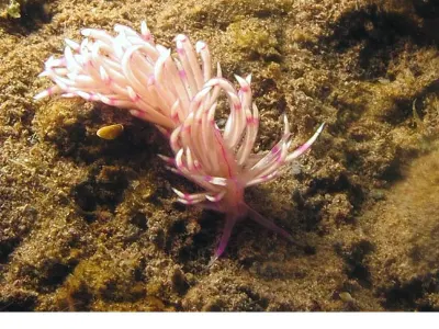 Flabellina rubrolineata