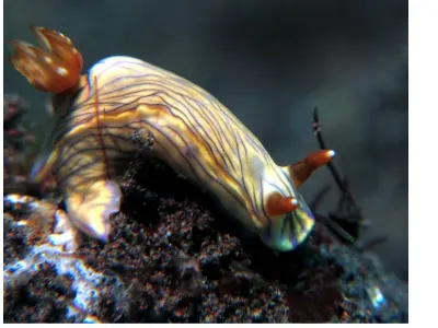 Hypselodoris