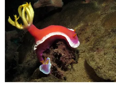 Hypselodoris apolegma
