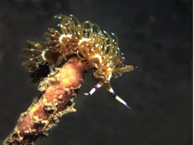 Pteraeolidia ianthina