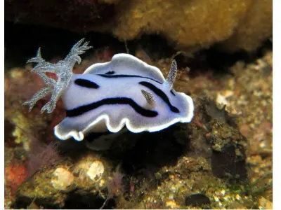 Chromodoris willani