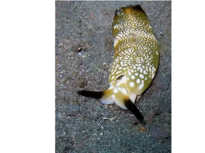 Plakobranchus