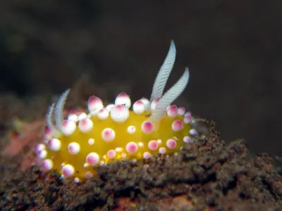 Ornamental cadlinella