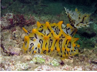 Halgerda Okinawa
