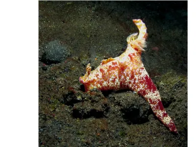 Ceratosoma tenue