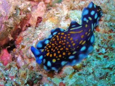 Flatworm