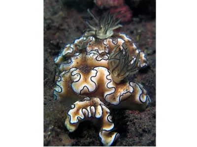 Glossodoris sibogae
