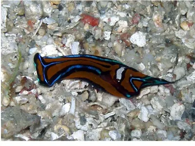 Chelidonura hirundinina