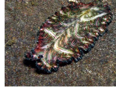 Flatworm