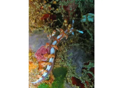 Flabellina bilas