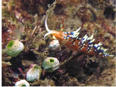 Dining on Tunicates