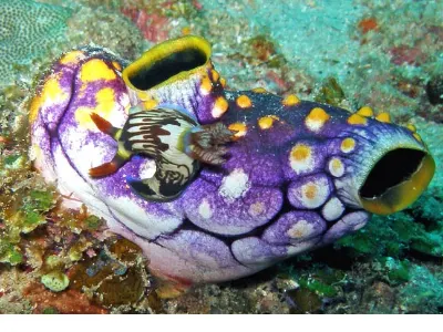 Nembrotha on Tunicate