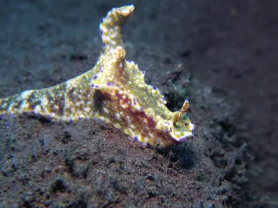 Many-Lobed Ceratosoma