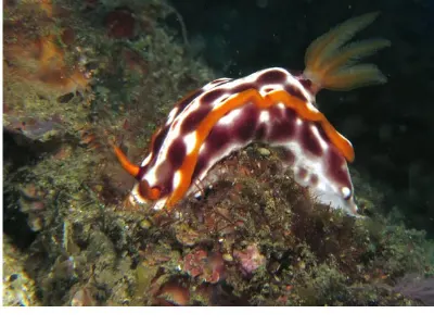 Hypselodoris purpureomacule