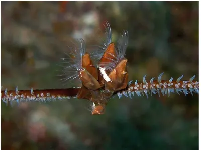 Wire Coral Worms