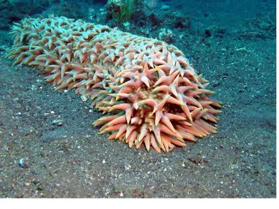 Sea Cucumber