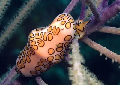 Flamingo Tongue Snail