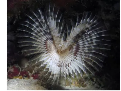 Feather Duster Worm