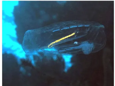 Pelagic Tunicate