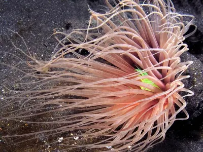 Tube Worm