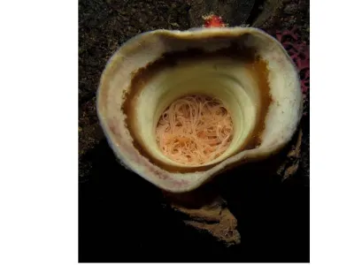 Tube Worm Retracted