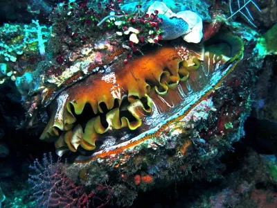 Thorny Oyster