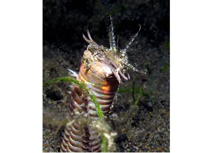 Bobbit Worm