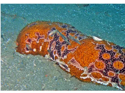Bohadschia argus