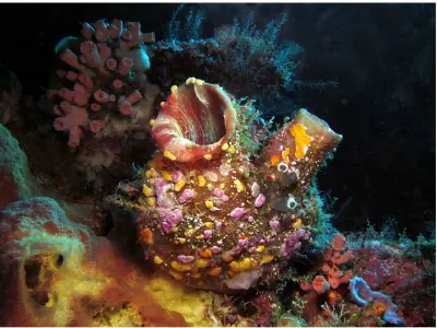 Tunicate Scene
