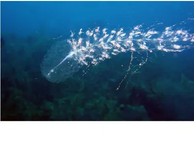 Syphonophore