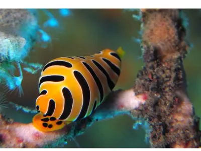 Tiger Snail