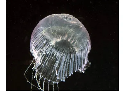 Urchin Shell